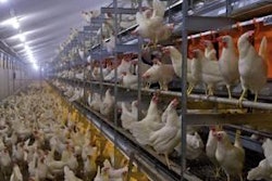 A layer house at Roel van Zetten: Natura-Step.