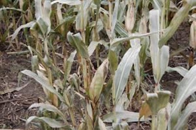 Rainy weather delayed the harvest of the 2009 corn crop and increased concerns over mycotoxin contamination.