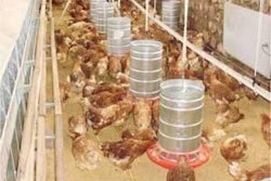 Las gallinas ponedoras en su nuevo galpón en Colanzuli