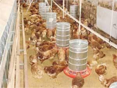 Las gallinas ponedoras en su nuevo galpón en Colanzuli