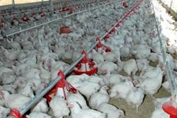 La microbiota intestinal se hace mucho más compleja conforme envejece el ave, y algunas especies bacterianas se tornan dominantes