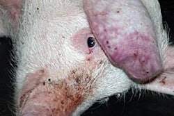 Pigs infected with the ASF virus can show a wide variety of symptoms, including fever, skin blotching, anorexia and diarrhea. Image courtesy of IAH.