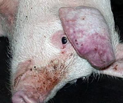 Pigs infected with the ASF virus can show a wide variety of symptoms, including fever, skin blotching, anorexia and diarrhea. Image courtesy of IAH.