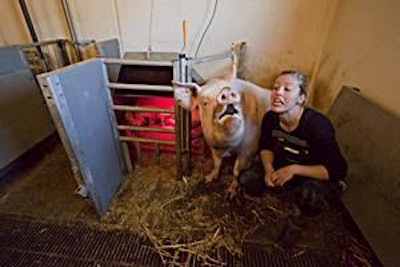 Danish stockwoman Tove Baunsø Sørensen makes friends with one of the sows under her care in a new loose farrowing pen on Ole Haahr’s Nolev Ostergard Farm.