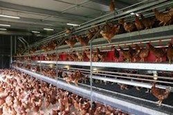 Total area for hens in the Rondeel egg production system, including night quarters and open quadrants is 1.6 feet².