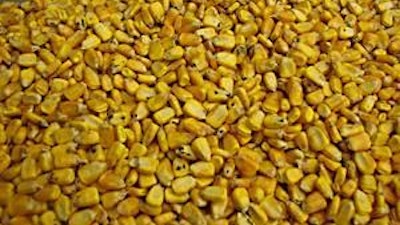 Mycotoxins found in this year’s corn crop can have deleterious affects when present in the diet of livestock and poultry.