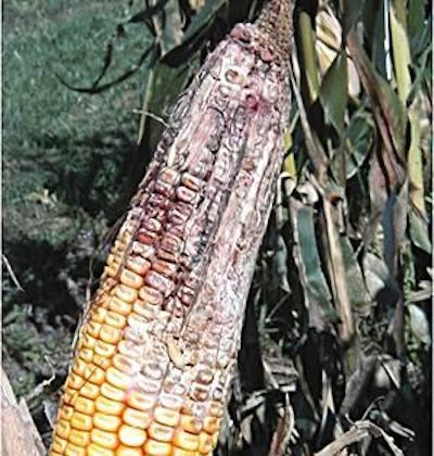 DON is most often seen when rainy, warm weather extends from the time of flowering to harvest, which promotes infection in corn and small grains. Image courtesy of Alltech.