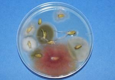 Fusarium colony (pink mycelium) growing from wheat kernels, courtesy of BioVision Seed Labs.