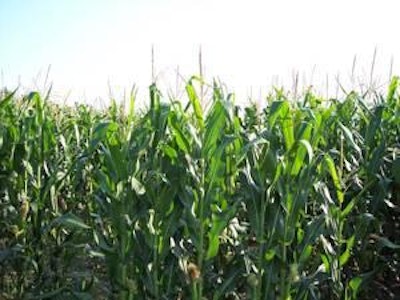 Se pronostica una abundante cosecha de maíz en EUA