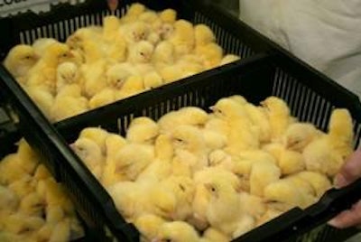 Mediante la calidad del pollito es como se evalúa el trabajo de las plantas de incubación