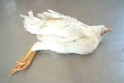 Paralysis from Marek’s disease.