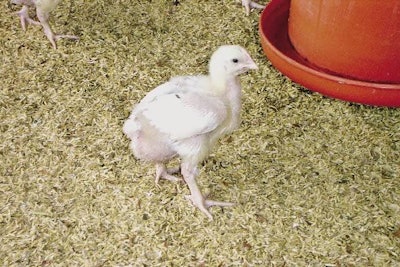 Con el crecimiento rápido del pollito, la bolsa de Fabricio también tiene que crecer proporcionalmente, para poder producir los anticuerpos necesarios contra las enfermedades presentes en el campo.