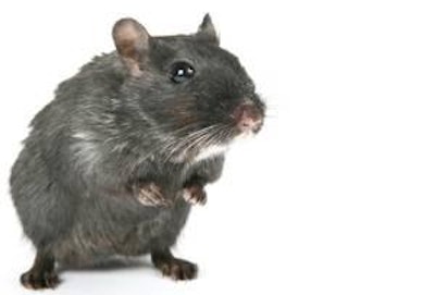 Effective rodent control is a vital component of an SE prevention program.