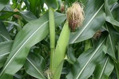 The emergence of corn-based ethanol production supported by government policy and subsidies during the past five years has imposed a new burden on profitability.