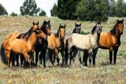 Prior to the 2007 ban, 100,000 horses representing the surplus population were processed in the U.S. each year.