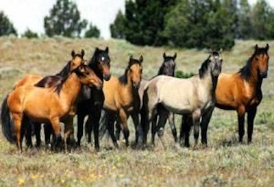 Prior to the 2007 ban, 100,000 horses representing the surplus population were processed in the U.S. each year.