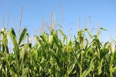 The price of corn according to agro-economists trades at least 50 cents per bushel above what it would otherwise be if it were not for diversion of 30% of the annual corn harvest to ethanol.