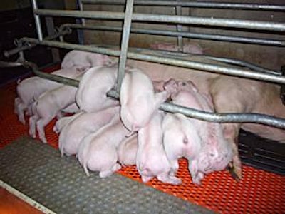 Larger litters and a reduction in average birth weights means that piglets may need additional support to better handle the stress of weaning.