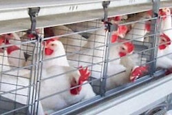 In 2009, 46% of UK hens were housed in conventional cages, 6% in enriched cages, 4% in barns and 32% under free range/pasture management.