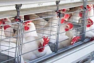 In 2009, 46% of UK hens were housed in conventional cages, 6% in enriched cages, 4% in barns and 32% under free range/pasture management.