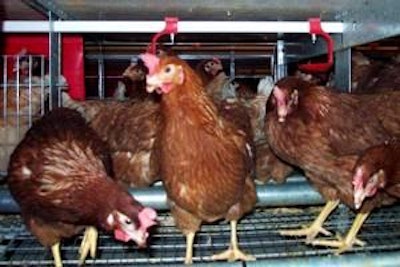 Hens housed in a Facco EVO enriched cage module complying with EU requirements