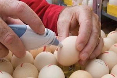 La temperatura del cascarón de huevo debe tomarse en el ecuador del huevo, ya que por encima de la cámara de aire la lectura va a registrar la temperatura más baja de la que en verdad tiene el embrión.