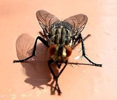 Studies conducted in the 1980s confirmed that flies and other insects can ingest and serve as reservoirs for both drug resistant and susceptible bacteria present in the environment of livestock facilities.