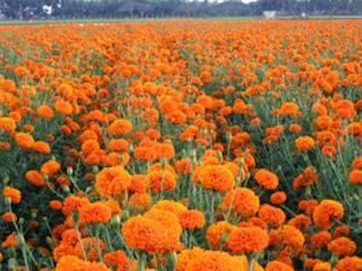 Transition from an El Niño to a La Niña has resulted in droughts in many regions, including Southern China and Peru, which are the major producing areas of marigold petals.