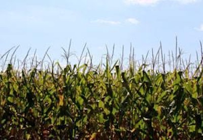 Almost 40% of the U.S. corn crop for the 2011 season will be diverted to ethanol production affecting both domestic and international prices.