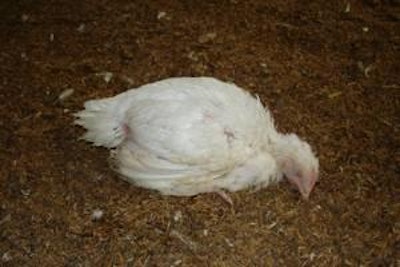 Los pollos afectados por la enfermedad de Newcastle pueden estar severamente deprimidos y débiles.