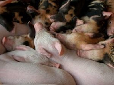 Russia is considering a program to fight African swine fever that could cost up to 12 billion rubles (US$426 million) over seven years.