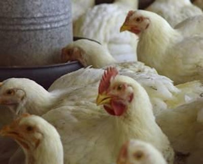 Indian farmers are currently losing about 65 paise (US$0.01) per egg produced and up to Rs 8–10 (US$0.18–$0.23) per kilogram per live bird.