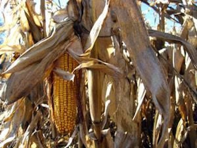 Zearalenone production is promoted by a cool, wet climate and often occurs together with deoxynivalenol in corn.