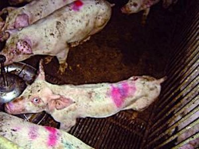 The impact of PCV2 on pigs.