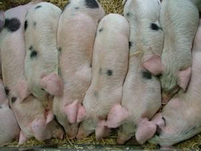 TOPIGS piglets had an average mortality rate of 11.9%, compared to 12.1% in 2009 and 2008.