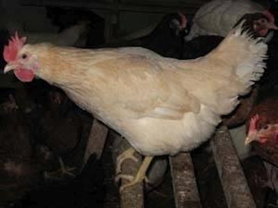 Hellevad chickens have the protein MBL in levels two to three times higher than other breeds.