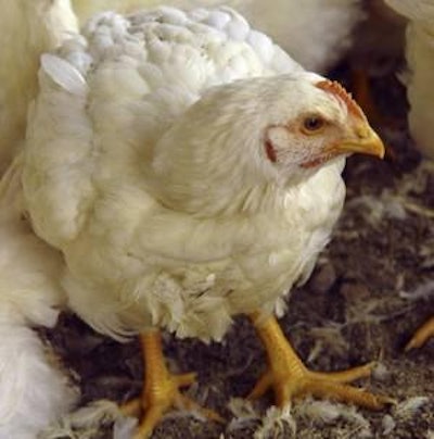 The average live weight of chickens in April came to 5.63 pounds per bird.