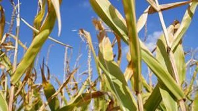 December corn futures reached a one-month low on expectations of higher yields.