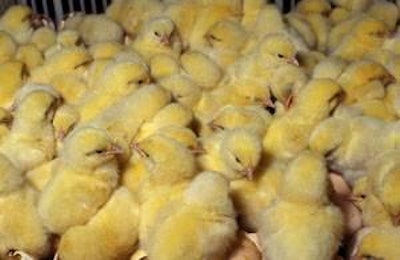 The effect of proper transportation on the health of day-old chicks was among topics discussed at Cobb's broiler seminars.
