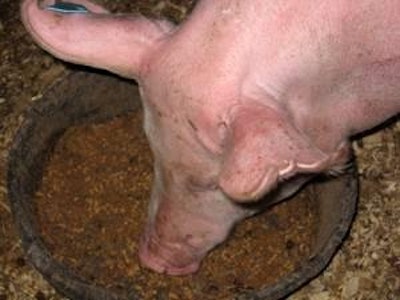 High food costs have translated to lower expected hog weights.
