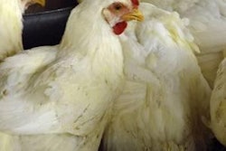 The U.S. broiler export forecast increased to an estimated $3.2 billion for 2011.