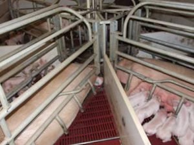 A new farrowing system developed by CIMA was displayed at the Italian pig fair in Reggio Emilia.