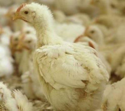 2012 broiler production is estimated to be up just 1.1% from anticipated 2011 numbers.