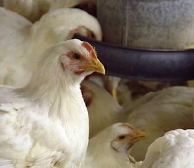 Broilers slaughtered in the second half of 2011 are expected to decrease, offsetting higher average weights at slaughter.