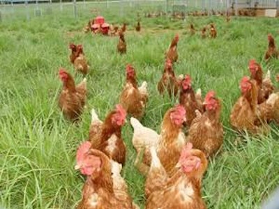 Chickens forage at the free-range facility.