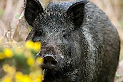 Wild or feral pigs are increasing in number in Europe and are posing a health risk to domestic herds.