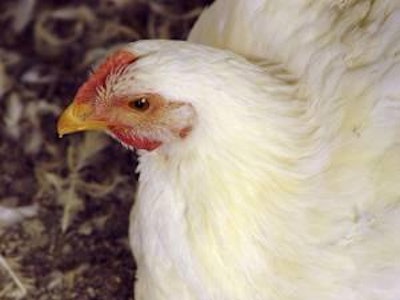 Five markets represented one-third of total broiler exports for July.
