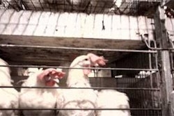 In university research, hens housed in wire-sided cages had more feather loss than hens in cages with solid sidewalls.