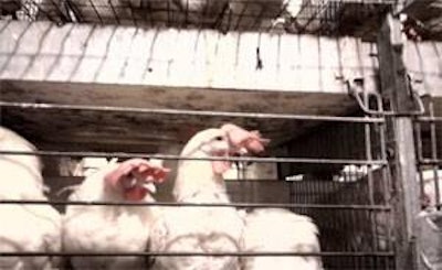 In university research, hens housed in wire-sided cages had more feather loss than hens in cages with solid sidewalls.