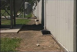 Rodent control experts recommend a three-foot-wide sterile border be maintained around the perimeter of poultry barns. Photo courtesy of Motomco